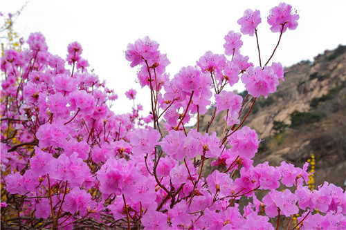 組圖：大珠山杜鵑花漸次開放！踏青賞春正當時