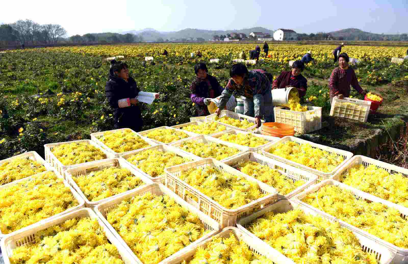 安徽省謀劃產業扶貧項目擴面提質