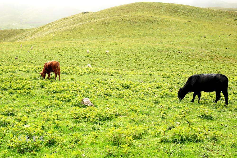 云南屏邊縣：退耕還草生態好 致富牛羊滿山跑
