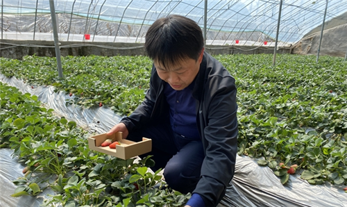 青島膠州洋河鎮80后副書記直播帶貨促銷售