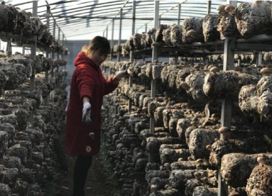 河南省南召縣喬端鎮：扶貧車間復工忙 脫貧致富有保障