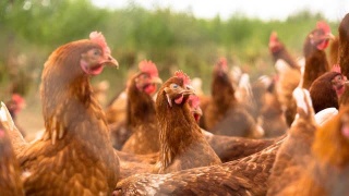 福建九部門聯合出臺實施方案 促進家禽業高質量發展