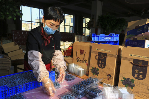 青島西海岸新區寶山鎮：捐贈藍莓鮮果 向最美戰疫“逆行者”致敬