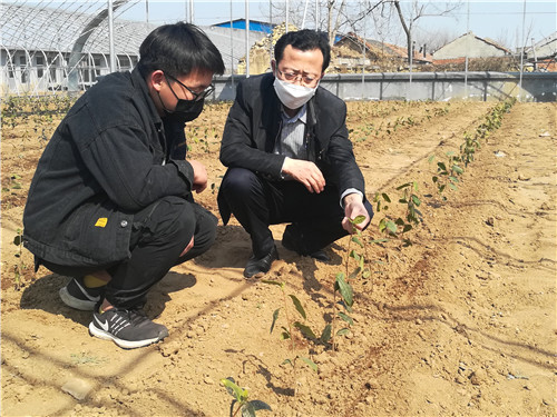 “北茶36”移栽建園成功！青島西海岸新區：茶產業發展走進新時代