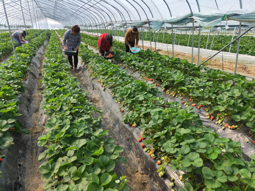 河南省方城縣陶崗村：壯大集體經濟 夯實脫貧根基