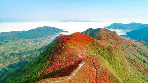 飛艇漫游 登山賞花！今年“五一”，別錯過“丹寨高山花海”