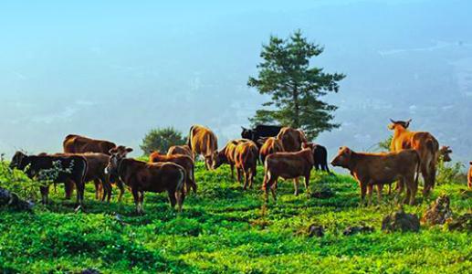 貴州省出臺工作計劃 大力推動牛羊產業高質量發展