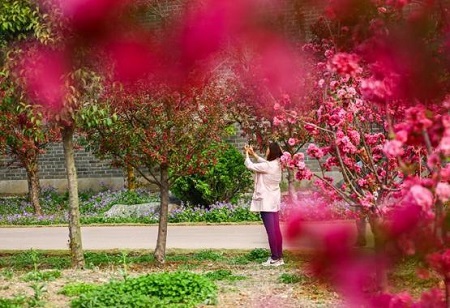 花開四月，送你一份臺兒莊古城賞花地圖