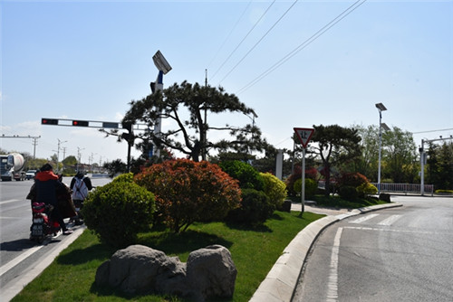 青島平度：鳳臺街道“全覆蓋式”綠化提升面積50余萬平方米