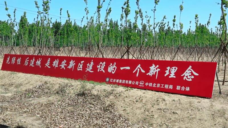 春來綠滿，“千年秀林”展露“春芽”