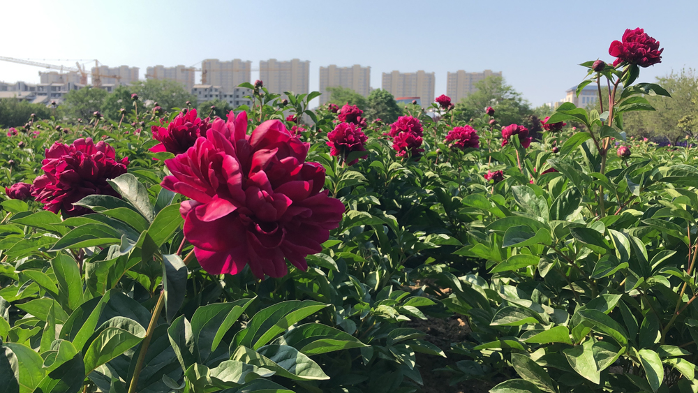 菏澤：曹州牡丹園芍藥花開惹人醉