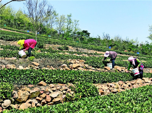 青島西海岸新區海青春茶大量上市，茶農迎來收獲黃金期