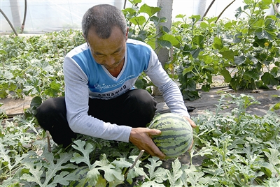 即墨區段泊嵐鎮：獨創的“秸稈反應堆”種植技術為其贏得了市場“先機”