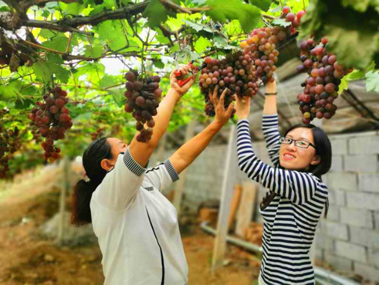 山東平度：網紅田園受追捧，“線上”游客慕名來