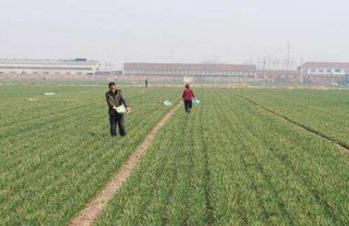 內蒙古：確保今年糧食播種面積不減、產量不降