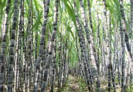 一以貫之做精“土特產” 廣西形成6個千億元特色農業產業集群