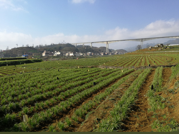 精心調整結構 精準調度生產 精細對接產銷 貴州農業下足“精”功夫