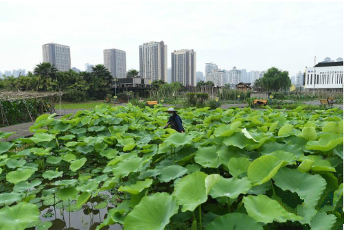 重慶樓頂“開心農場”  農作物成都市景觀