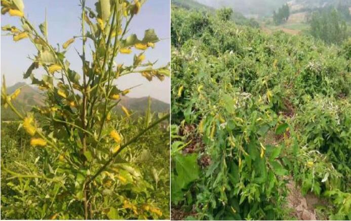 河南省南召縣留山鎮石嶺灣村：柞蠶養殖鋪就群眾致富路