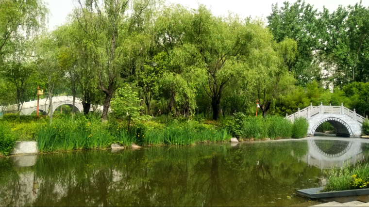 臨沂人民公園活用“生物鏈”生態治理湖面