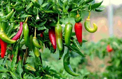 天津3年內將創建家庭農場逾萬家 擇優給予10萬元創業補貼