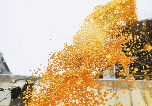 我國糧食庫存充足數量真實可靠