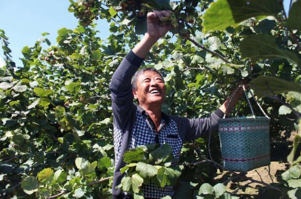 黑龍江通河縣獲批全國唯一大榛子產業標準化示范縣