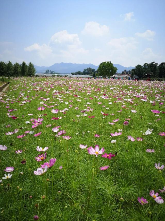 僑鄉花海，你打卡了嗎