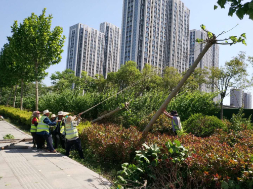 濱河景區1361株樹木倒伏 臨沂城管中心1天扶樹1023株