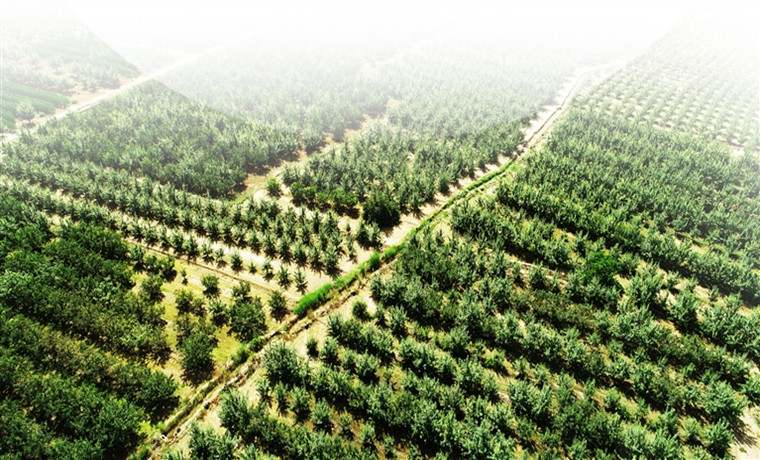 全國首家 山西經濟林發展地方法規助國土增綠農民增收