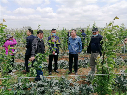 青島農大科技特派員發揮力量開展冰雹災后指導援助