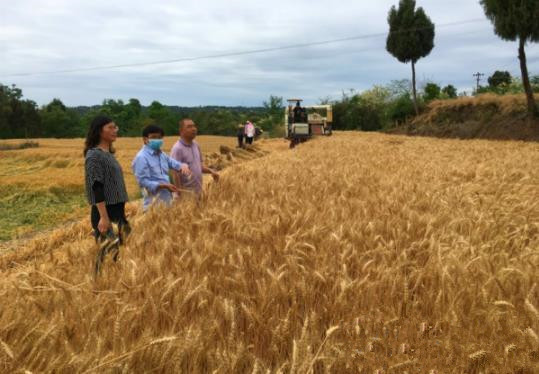 強化農業科技支撐 四川落實“藏糧于地、藏糧于技”戰略