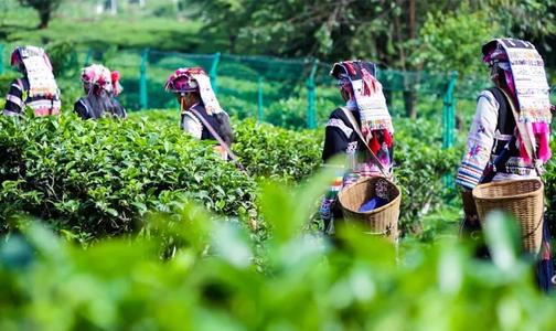 千億云茶產業撐起脫貧致富路