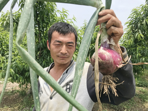 臨沂洋蔥收購價格暴跌 豐產難增收 