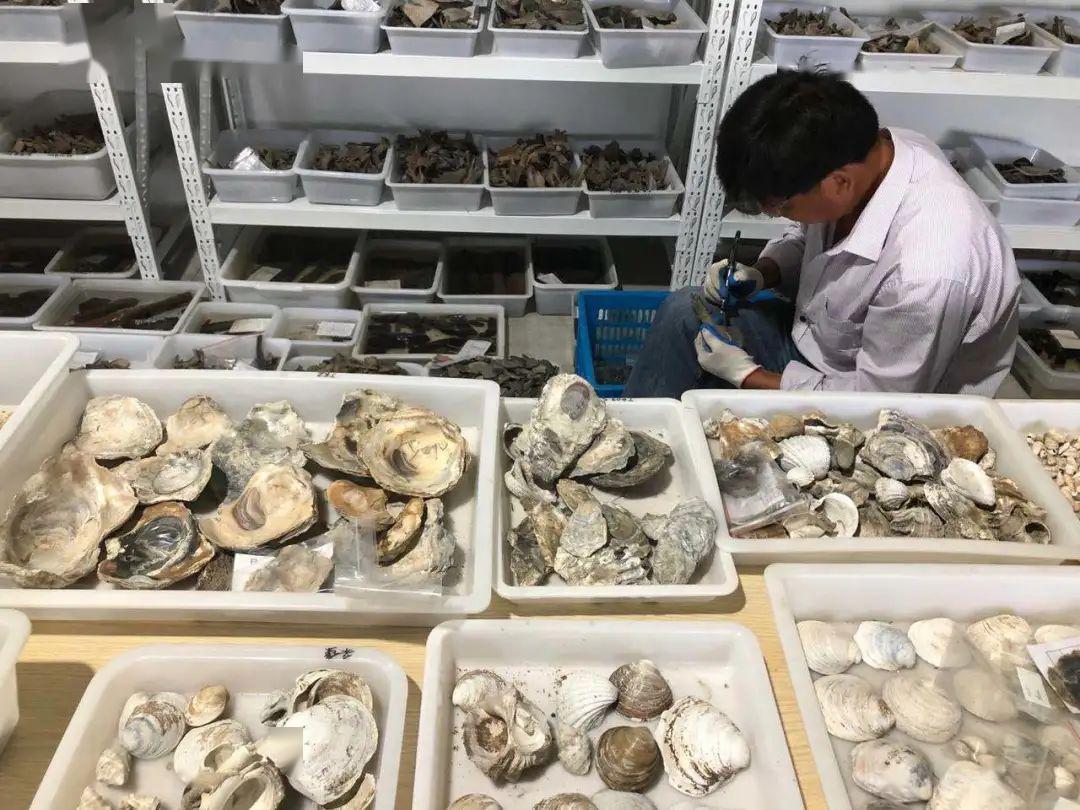 寧波發現距今8000年前遺址