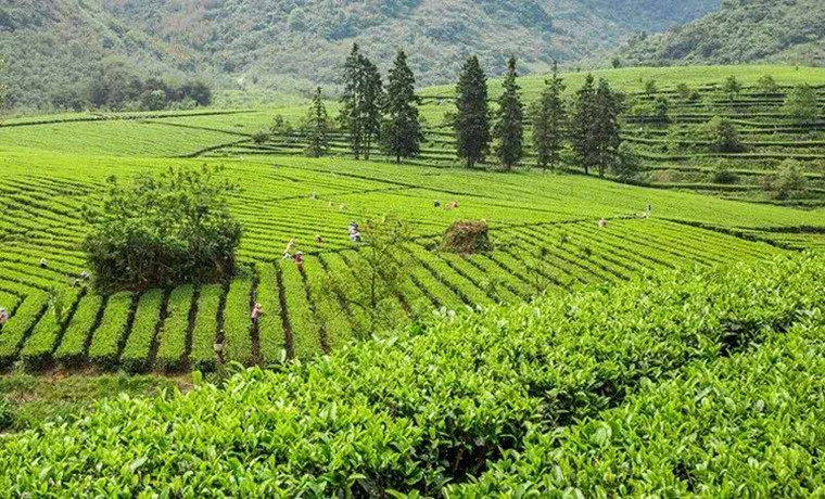 廣東省763個農業重大項目昨啟動推進