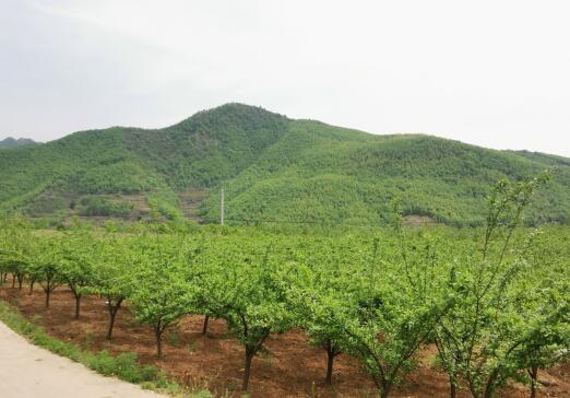河南南召馬市坪鄉：青山映紅梅，脫貧奔小康