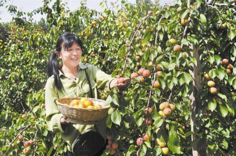 菏澤市定陶區杏兒俏銷果農樂