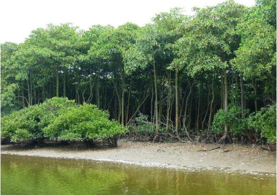 廣東去年營造紅樹林1211.69公頃 探索多種生態價值變現機制