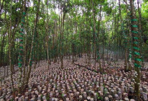 貴州聚力打造千億林下經濟全產業鏈