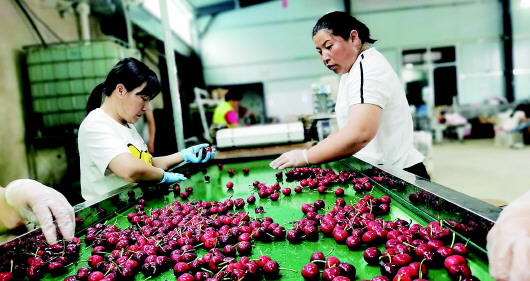 山東煙臺：優價難求優果 電商搶櫻桃常紅臉 