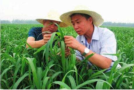 山西長治：農技下鄉，旱地種出高產糧