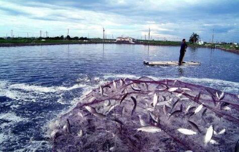 我國海洋漁業資源衰退速度大幅減慢 水產品總產量連續34年居世界第一