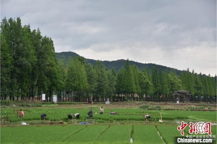 “兩山”轉化看浙江龍泉路徑 山水林田間覓美好生活