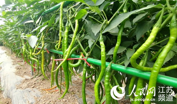江蘇沛縣敬安鎮：辣椒種子里的致富密碼
