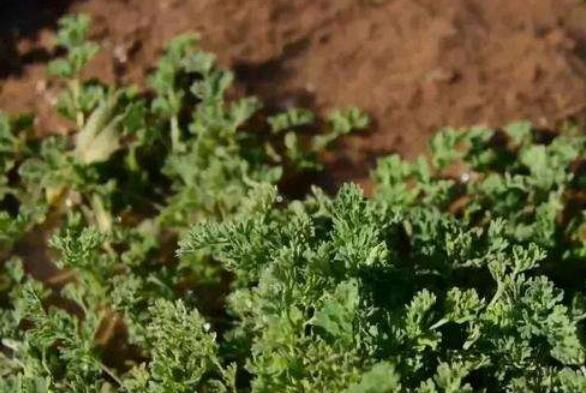 全國唯一“中國中醫之鄉”稱號花落鄧州