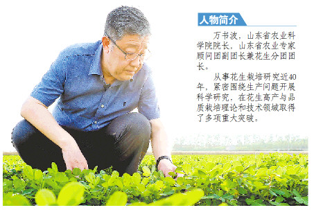 2019年度山東省科學技術最高獎獲得者萬書波——把花生變成農民致富的“金豆子”