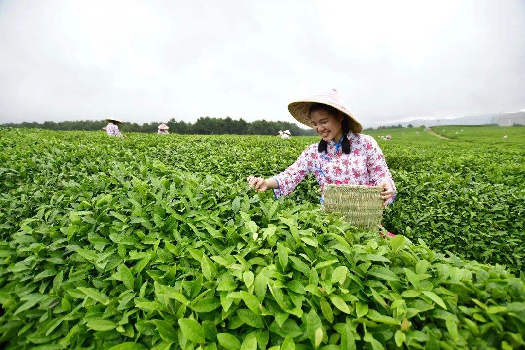 中國茶葉基本概況及產區分布情況分析（附茶葉百強縣）