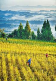 20200706090147929.jpg 13978777388065091379.jpg