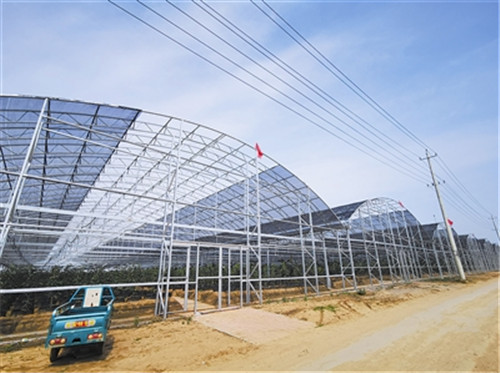 膠州洋河鎮引進平臺公司發展櫻桃種植，帶來土地效益翻番增長